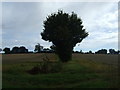 TL9758 : Hedgerow and fields off Felsham Road by JThomas