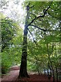 Footpath by Eagley Brook