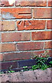 Benchmark on outbuilding at #91 Manor Road