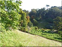 SW7727 : The maze at Glendurgan from the west by David Smith