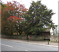 Autumn colours, Rodborough Common