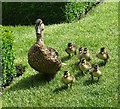 Mallard and ducklings in the formal gardens, Little Moreton Hall