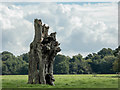 Remains of Old Tree, Woodside Green, Essex