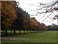 Avenue of trees on Purley Way playing fields