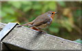 SD2708 : Robin (Erithacus rubecula) in the Freshfield pinewoods by Mike Pennington