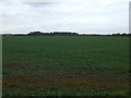 TL6068 : Crop field off Ness Road (B1102) by JThomas