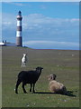 HY7855 : North Ronaldsay: different coloured sheep by Chris Downer