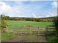 Woodland beyond grassed field