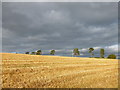 Stubble field and Scots Pines, Little Hill