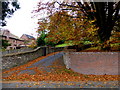 Fallen leaves, Mullaghmore