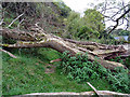 Fallen tree at Bronclydwr