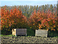 Autumnal orchard off Vicarage Lane