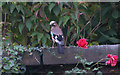 Jay (Garrulus glandarius), Calderstones Park