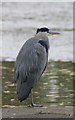 Grey Heron (Ardea cinerea), Newsham Park, Liverpool