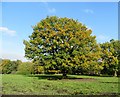 Oak tree in autumn