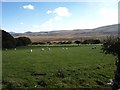 Sheep in field next to B4329 at Rhyd-y-groes