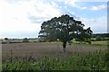 Oak tree in a field