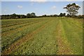 A late crop of silage