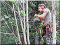 SP9211 : Pollarding the Churchyard Trees at Tring (2) The Woodman at work by Chris Reynolds