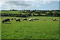 ST7291 : Sheep in a field at Little Bristol by Philip Halling