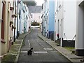 Bude Street, Appledore, Devon (with resident cat)