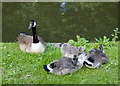 SO8276 : Canada goose with goslings, Kidderminster, Worcestershire by Roger  Kidd