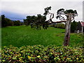 Wind-swept tree, Drumquin