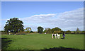 Grazing horses south of Chesterton, Shropshire