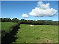 Improved grazing land and woodland on the west side of the B27