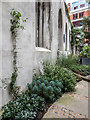 Garden, St Dunstan in the East, St Dunstan