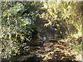 Beck - viewed from Footbridge off Waterloo Road