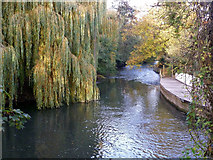 SU6470 : River Kennet downstream of Station Road by Robin Webster