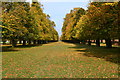 Avenue of trees in Bushy Park