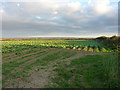 Field of greens at Trevallance Farm