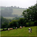 Grazing north-west of Lampeter, Ceredigion