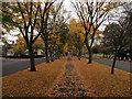 TA1130 : Autumnal Elm Avenue by Andy Beecroft