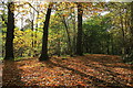 SJ5371 : Autumn in Delamere Forest by Jeff Buck