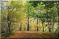 SJ5371 : Autumn in Delamere Forest by Jeff Buck