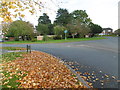 Autumn leaves along Beverley Drive