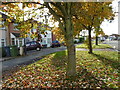 Autumn leaves along Mollison Way