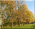 Trees alongside Honeypot Lane