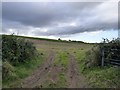 Field at Woodland Cross