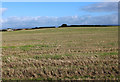 SE3877 : Farmland off Catton Lane by Chris Heaton