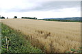 Field of Oats at Broad Croft