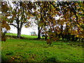 Trees between fields, Campsie, Omagh