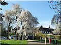 Spring blossom by Addison Way