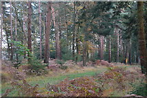SU3205 : Beside a forest path in Parkhill Inclosure by David Martin