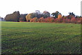 Young woodland by the Pastures Farm pond