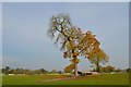 SJ8065 : Somerford Park Farm: tree in cross-country school by Jonathan Hutchins