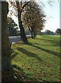 Trees by Westbury Road, Durdham Down